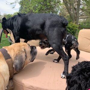 Meet your Posher, Auburn